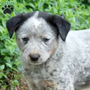 Frankie, Blue Heeler – Australian Cattle Dog Puppy