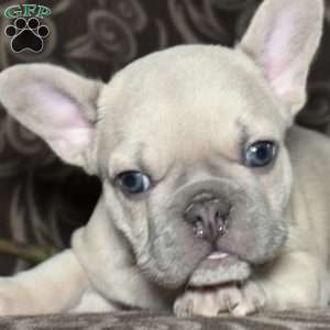 Frankie, French Bulldog Puppy