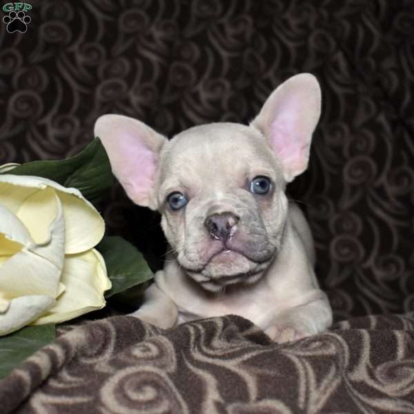 Freckles, French Bulldog Puppy