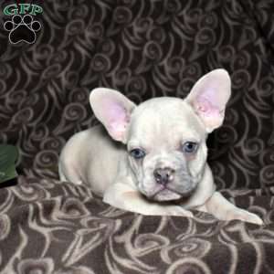 Freckles, French Bulldog Puppy