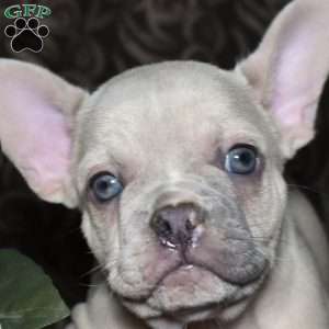 Freckles, French Bulldog Puppy