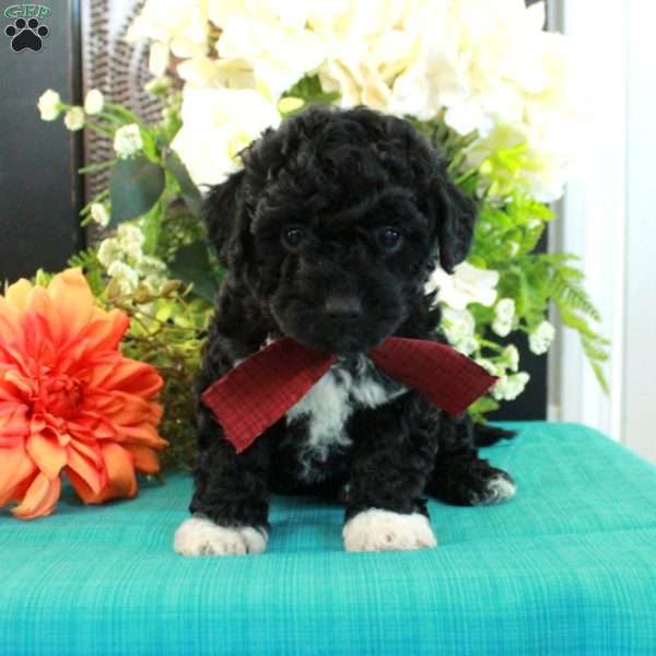 Freddie, Miniature Poodle Puppy
