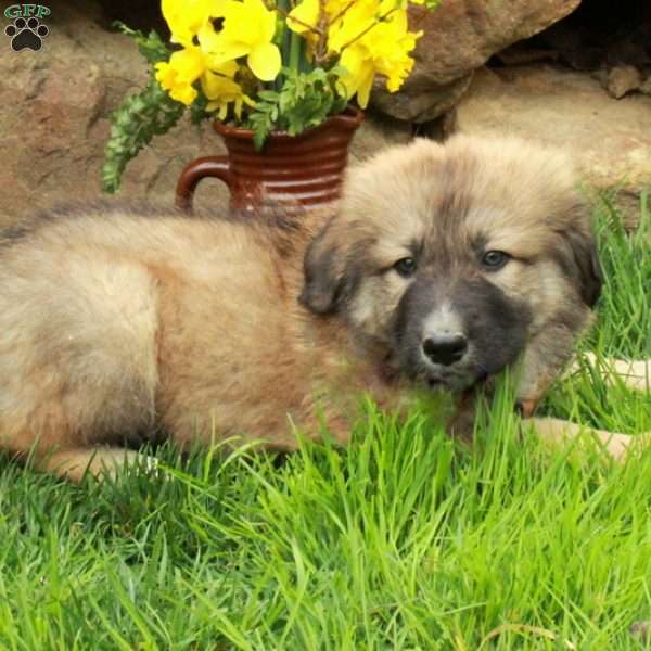 Freddie, German Shepherd Mix Puppy
