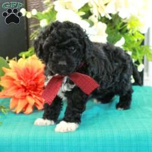 Freddie, Miniature Poodle Puppy