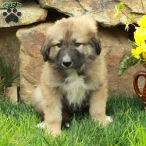 Freddie, German Shepherd Mix Puppy