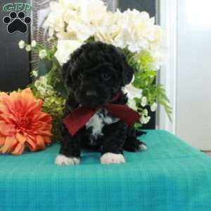 Freddie, Miniature Poodle Puppy