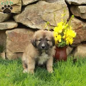 Freddie, German Shepherd Mix Puppy