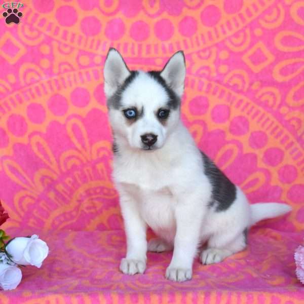 Freddy, Pomsky Puppy