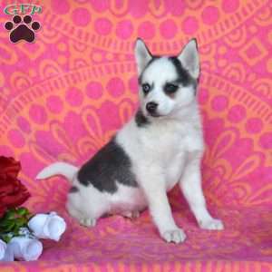 Freddy, Pomsky Puppy