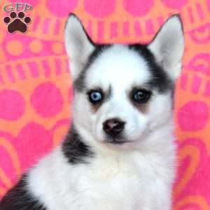 Freddy, Pomsky Puppy