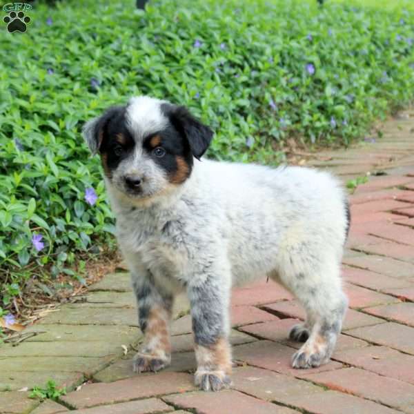 Fresco, Blue Heeler – Australian Cattle Dog Puppy