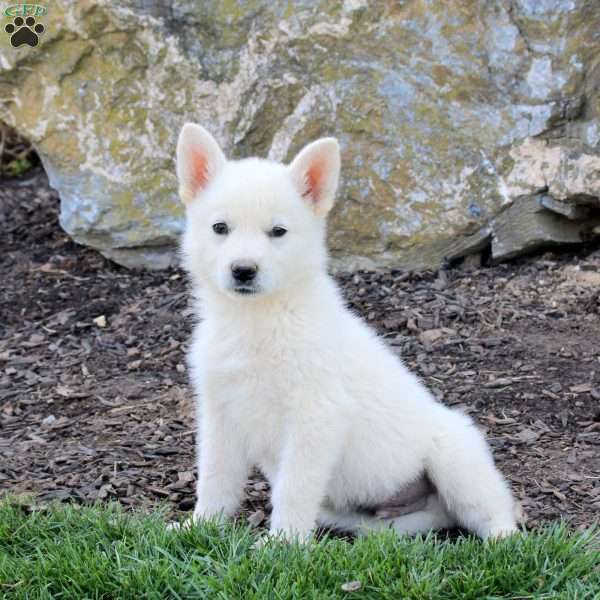 Fresco, German Shepherd Puppy