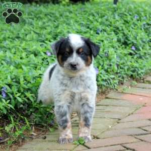 Fresco, Blue Heeler – Australian Cattle Dog Puppy
