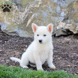 Fresco, German Shepherd Puppy