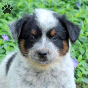 Fresco, Blue Heeler – Australian Cattle Dog Puppy