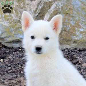 Fresco, German Shepherd Puppy