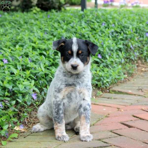 Freya, Blue Heeler – Australian Cattle Dog Puppy