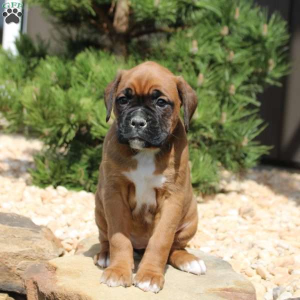 Freya, Boxer Puppy