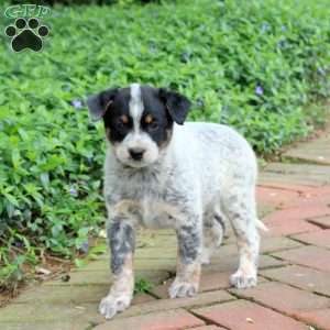 Freya, Blue Heeler – Australian Cattle Dog Puppy