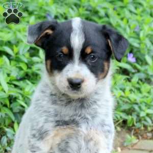 Freya, Blue Heeler – Australian Cattle Dog Puppy