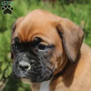 Freya, Boxer Puppy