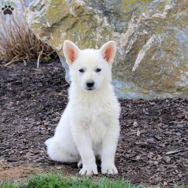 Frisbee, German Shepherd Puppy