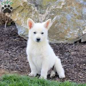 Frisbee, German Shepherd Puppy