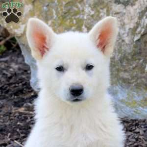 Frisbee, German Shepherd Puppy