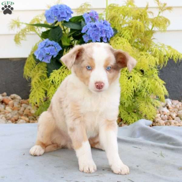 Frisky, Australian Shepherd Puppy
