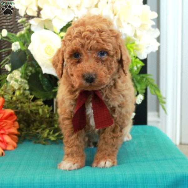 Frisky, Miniature Poodle Puppy