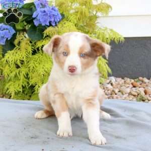 Frisky, Australian Shepherd Puppy