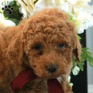 Frisky, Miniature Poodle Puppy