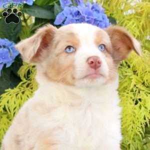 Frisky, Australian Shepherd Puppy