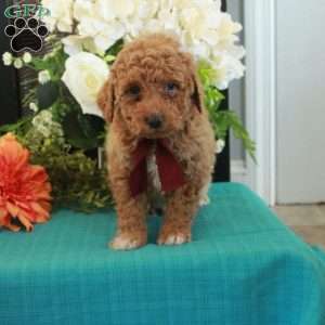 Frisky, Miniature Poodle Puppy