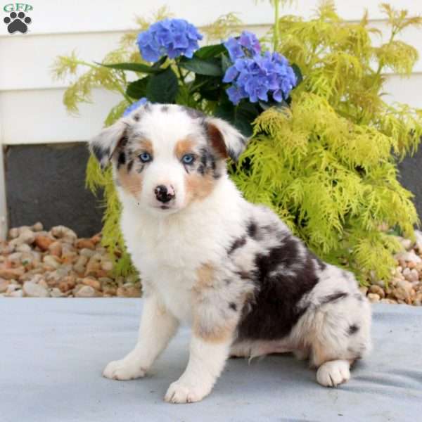 Fritz, Australian Shepherd Puppy