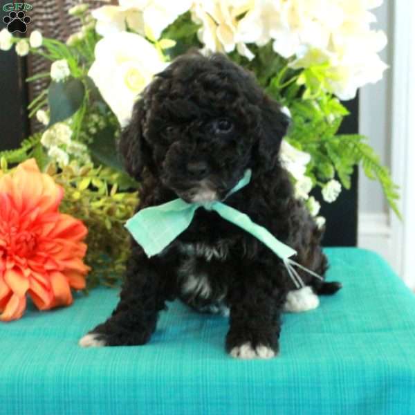 Fritz, Miniature Poodle Puppy