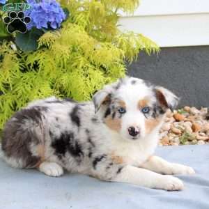 Fritz, Australian Shepherd Puppy