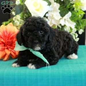 Fritz, Miniature Poodle Puppy