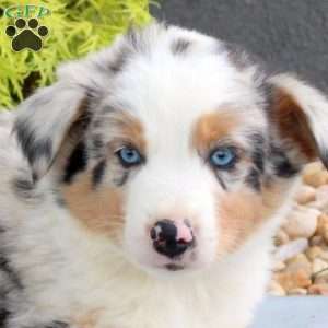 Fritz, Australian Shepherd Puppy