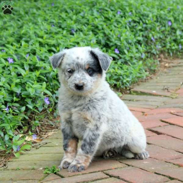 Frodo, Blue Heeler – Australian Cattle Dog Puppy