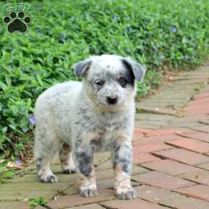 Frodo, Blue Heeler – Australian Cattle Dog Puppy