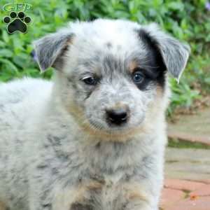 Frodo, Blue Heeler – Australian Cattle Dog Puppy