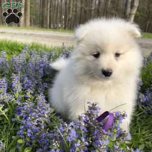Stella, Samoyed Puppy