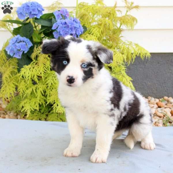 Funny, Australian Shepherd Puppy