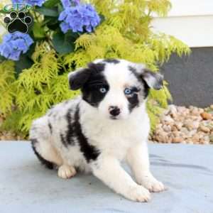 Funny, Australian Shepherd Puppy