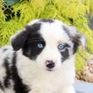 Funny, Australian Shepherd Puppy