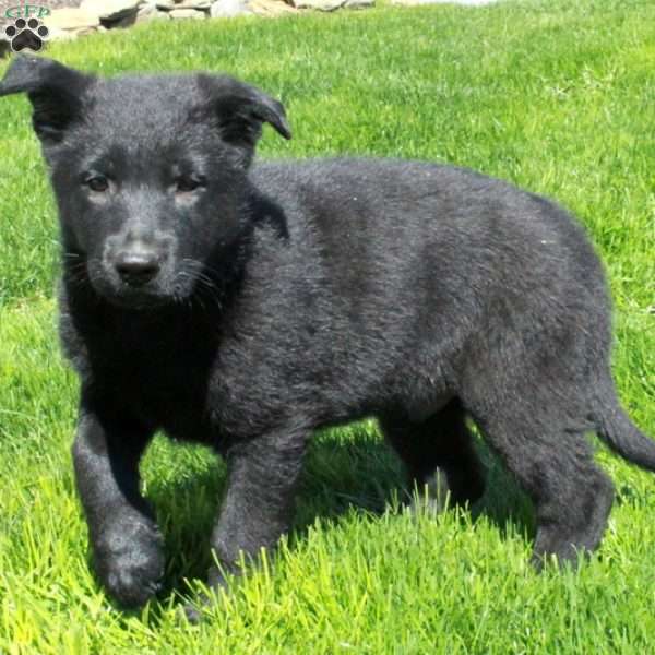 Gadget, German Shepherd Puppy