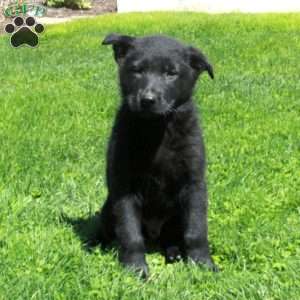 Gadget, German Shepherd Puppy