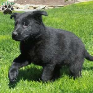 Gadget, German Shepherd Puppy