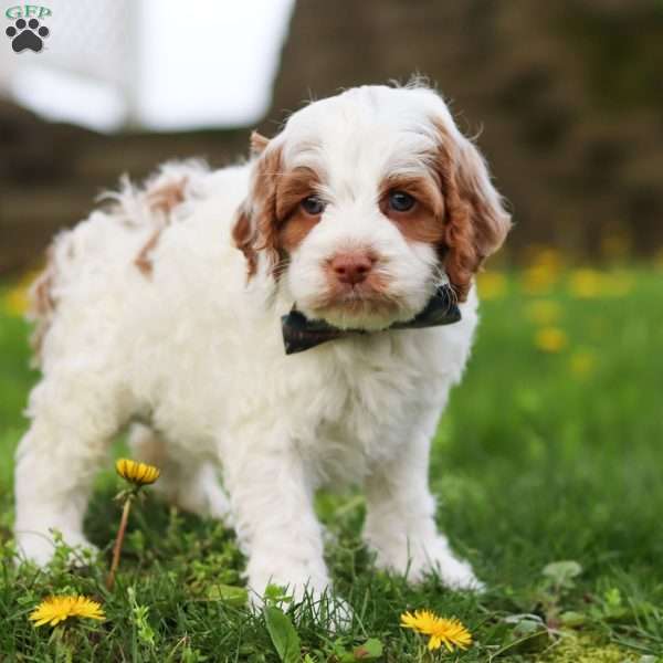 Galen, Cockapoo Puppy